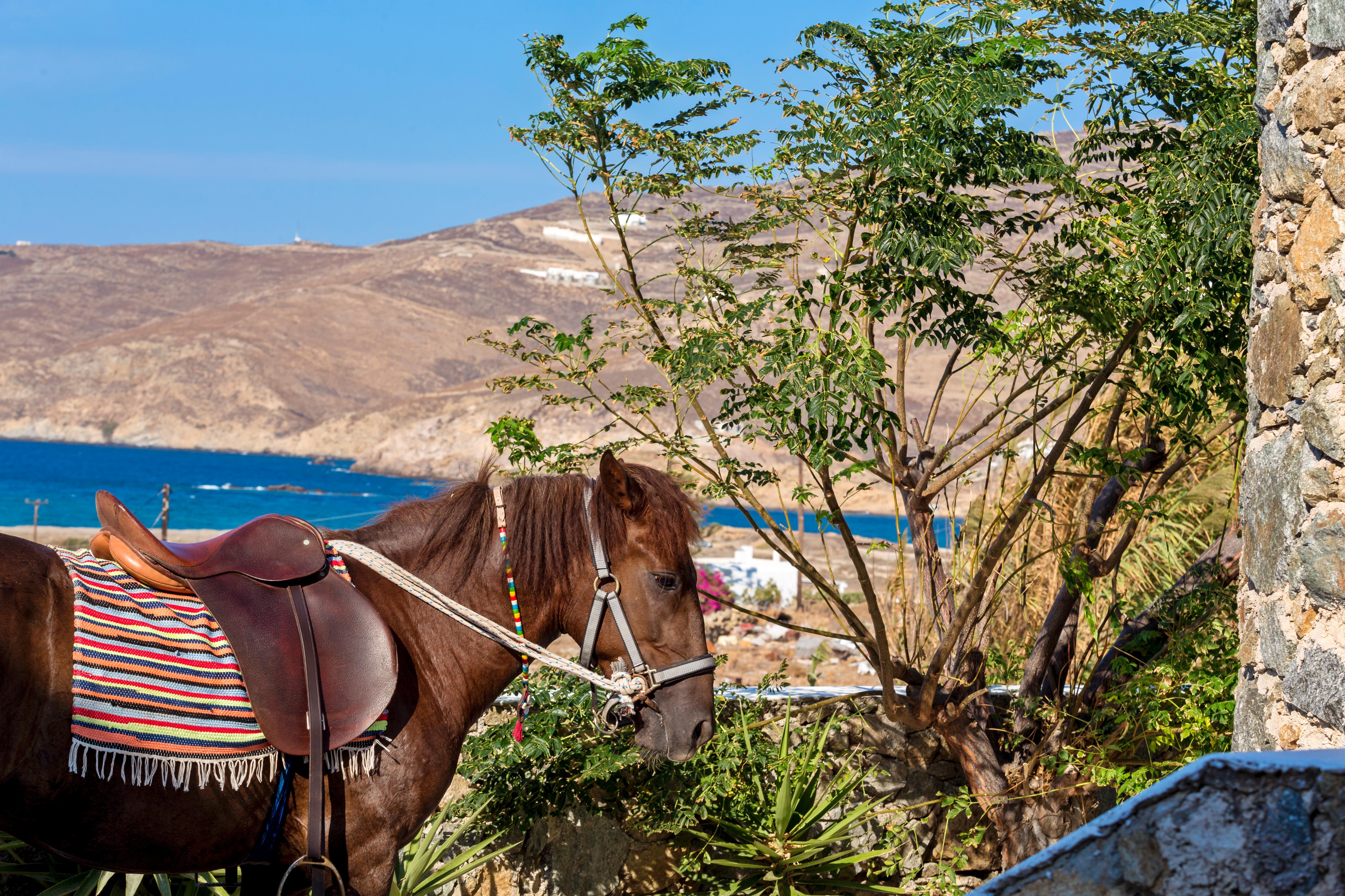 Anamar Mykonos Natural Retreat Ftelia  Eksteriør bilde